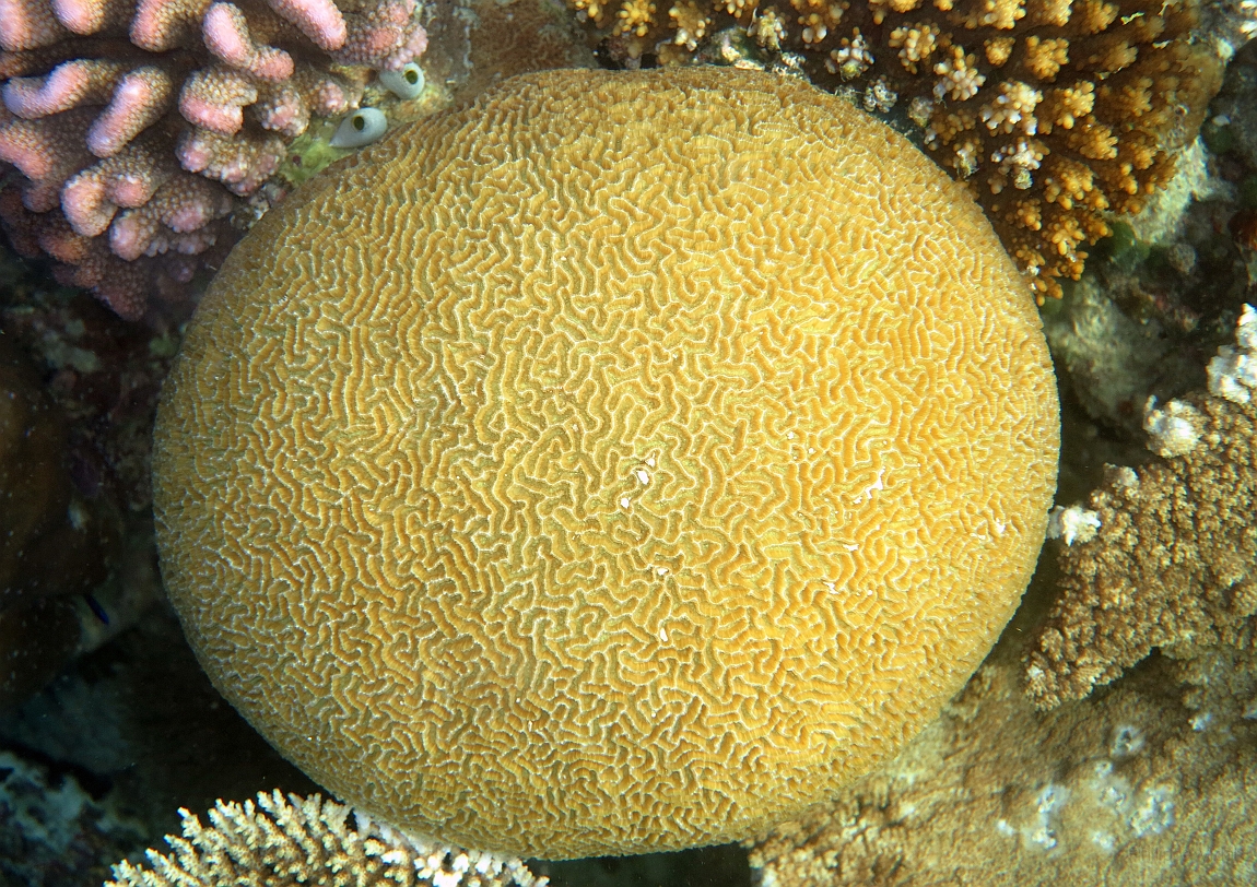 IMG_1399rf_Maldives_Madoogali_House reef_Corail.jpg
